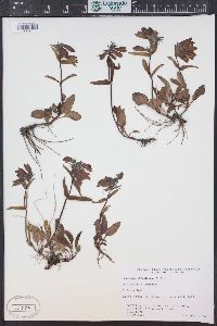 Penstemon whippleanus image