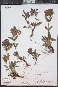 Penstemon whippleanus image