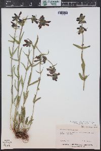 Penstemon whippleanus image