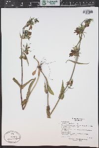 Penstemon whippleanus image