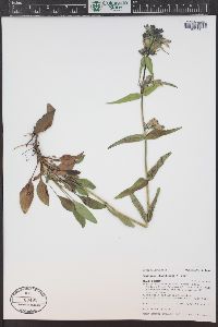 Penstemon whippleanus image