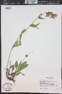 Penstemon whippleanus image