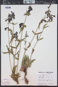 Penstemon whippleanus image