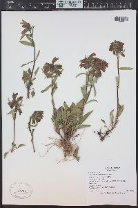 Penstemon whippleanus image