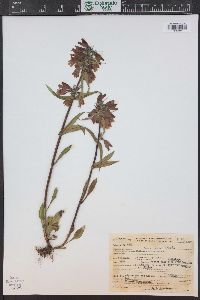 Penstemon whippleanus image