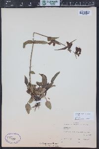 Penstemon whippleanus image