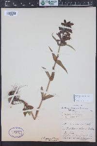 Penstemon whippleanus image