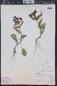 Penstemon whippleanus image