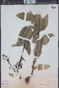 Scrophularia lanceolata image