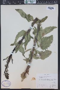 Scrophularia lanceolata image