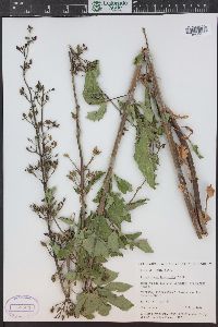 Scrophularia lanceolata image