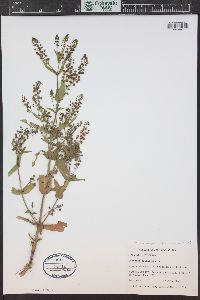 Veronica anagallis-aquatica image