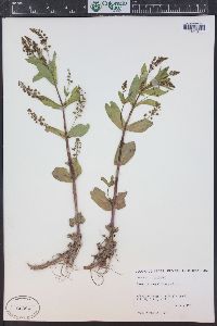 Veronica anagallis-aquatica image