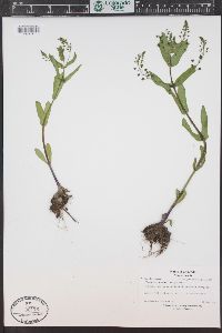 Veronica anagallis-aquatica image