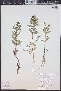 Veronica anagallis-aquatica image