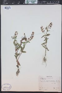 Veronica anagallis-aquatica image