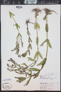 Veronica anagallis-aquatica image