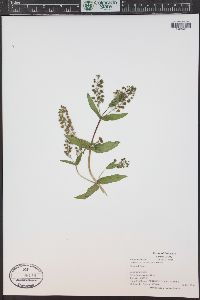 Veronica anagallis-aquatica image