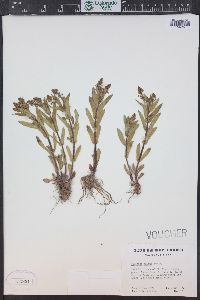 Veronica anagallis-aquatica image