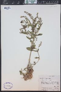 Veronica anagallis-aquatica image