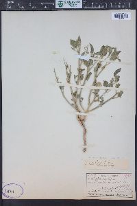 Physalis hederifolia var. fendleri image