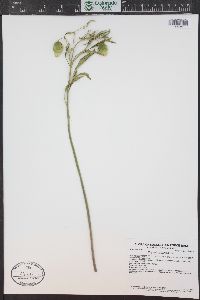 Physalis longifolia image