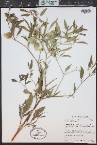 Physalis virginiana image