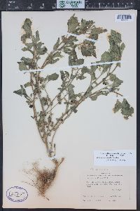 Solanum physalifolium image