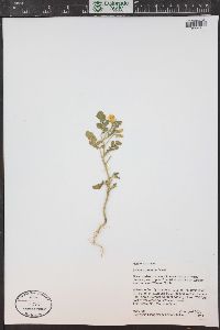 Solanum rostratum image