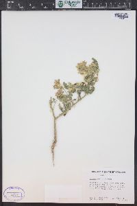 Solanum rostratum image