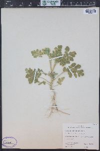 Solanum rostratum image