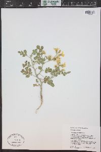 Solanum rostratum image