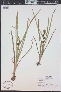 Sparganium angustifolium image