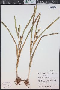 Sparganium angustifolium image