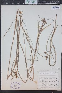 Sparganium angustifolium image