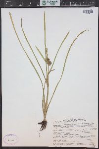 Sparganium angustifolium image