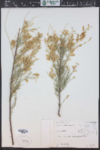 Tamarix chinensis image