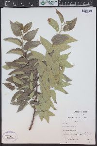 Celtis reticulata image