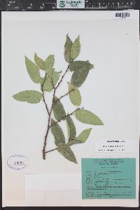 Celtis reticulata image