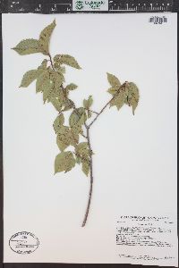 Ulmus pumila image