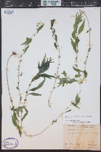 Parietaria pensylvanica image