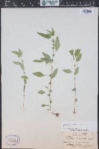 Parietaria pensylvanica image