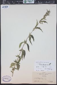 Urtica gracilis image