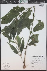 Urtica gracilis image