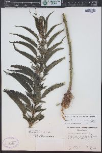 Urtica gracilis image