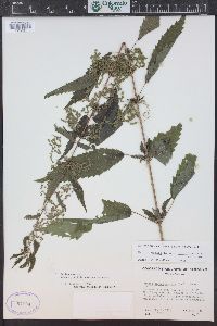 Urtica gracilis image