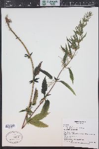 Urtica gracilis image