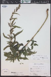 Urtica gracilis image