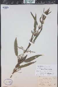 Urtica gracilis image