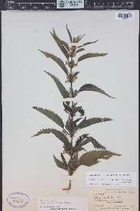 Urtica gracilis image